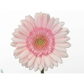 Freshy Germini Aqua “Bridal Kimsey” | Colour: Pink | Length ± 50 centimeter | Per 20 fresh flowers