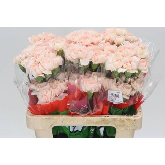 Freshy Short Carnation “Lizzy” | Colour: Pink | Length ± 55 centimeter | Per 20 fresh flowers