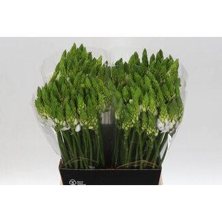 Freshy Ornithogalum Thyrsoides Sternhyazinthe “Mount Fuji” | Farbe: Weiß | Länge ± 50 centimeter | Pro 50 Stiele frische Blumen