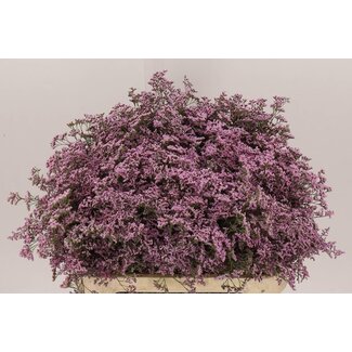 Freshy Limonium Safora “Oshi Pink” | Colour: Purple | Length ± 80 centimetre | Per 25 stems fresh flowers