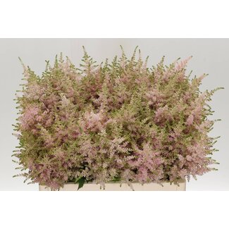 Freshy Astilbe Japonica “Europa” | Colour: Pink | Length ± 60 centimeter | Per 10 stems fresh flowers