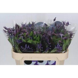 Freshy Clematis “Blue Pirouette” Waldrebe | Farbe: Violett | Länge ± 70 centimeter | Pro 10 frische Blumen