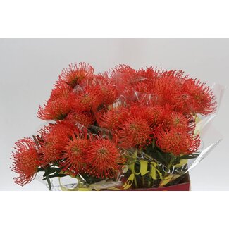Freshy Leucospermum Cordifolium Nutans “Succession” | Kleur: Rood | Lengte ± 50 centimeter | Per 10 verse bloemen