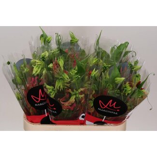 Freshy Gloriosa Superba Glory Lily “Fifty Shades” | Colour: Red | Length ± 80 centimeter | Per 5 fresh flowers