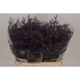 Freshy Limonium Safora “Dark Blue” | Colour: Blue | Length ± 80 centimetre | Per 25 stems fresh flowers