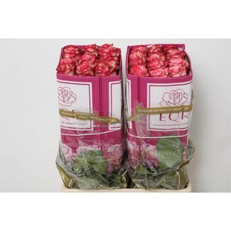 Freshy Rose à grandes fleurs “Magic Times” | Couleur: Blanc Rosé | Longueur ± 60 centimeter | Origine Équateur | Par 25 roses fraîches