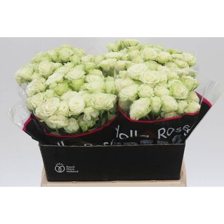 Freshy Dutch spray rose “Green Glow” | Colour: Green | Length ± 40 centimetre | Per 20 fresh roses