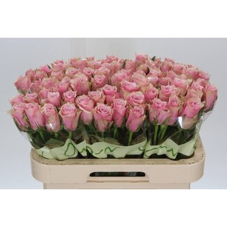 Freshy Roses “Athena Royale” | Colour: Pink | Length ± 60 centimeter | Per 20 roses
