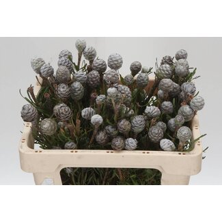 Freshy Leucadendron “Galpinii” | Kleur: Groen | Lengte ± 50 centimeter | Per 10 verse bloemen