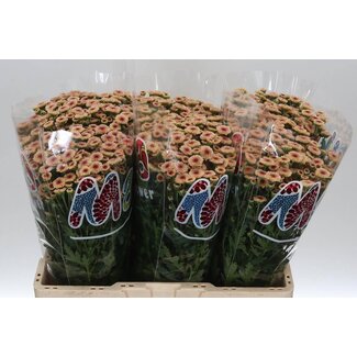 Freshy Chrysanthemum Chrysant Santini “Mad Salmon Tyolo” | Kleur: Roze | Lengte ± 55 centimeter | Per 25 stelen verse bloemen