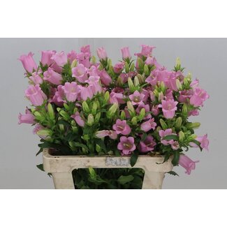 Freshy Campanula Medium Klokjesbloem “Champion Rose” Biologisch | Kleur: Roze | Lengte ± 60 centimeter | Per 10 stelen verse bloemen