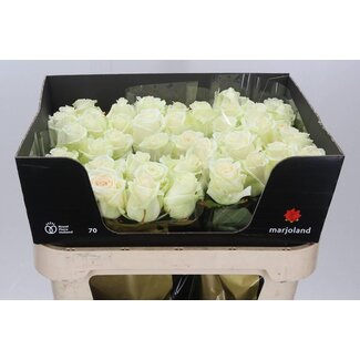 Freshy Roses “Dolomiti” | Colour: White | Length ± 70 centimetre | Per 10 roses