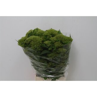 Freshy Pittosporum Rombifolium Windblown Leaf | Colour: Green | Length ± 50 centimetre | Per 5 bunches