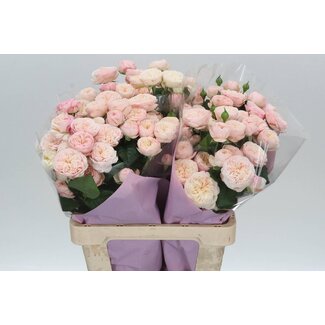 Freshy Sprayrose “Royal Blush” | Farbe: Weiß Rosa | Länge ± 60 centimeter | Per 10 frische Rosen