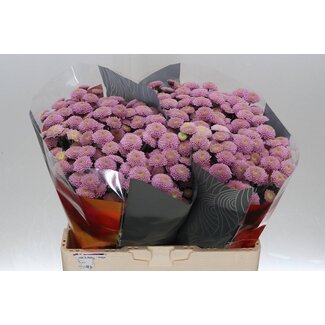 Freshy Chrysanthemum Chrysantheme Santini XL “Ellison Sweet” | Farbe: Lila | Länge ± 55 centimeter | Pro 25 Stiele frische Blumen