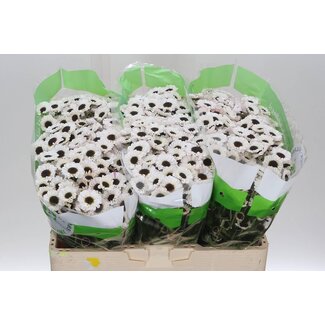 Freshy Chrysanthemum Chrysant Santini “Patrese White” | Kleur: Wit | Lengte ± 55 centimeter | Per 25 stelen verse bloemen