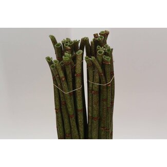 Freshy Polygonum Knotweed 80cm | Colour: Green | Length ± 80 centimetre | Per 40 stems