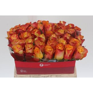 Freshy Roses “Downtown” | Colour: Yellow Orange | Length ± 40 centimetre | Per 20 roses
