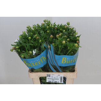 Freshy Ranunculus Ranunculus Butterfly “Eris” | Colour: Mixed Colours | Length ± 60 centimeter | Per 10 stems fresh flowers
