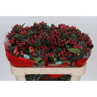 Freshy Hypericum Hertshooi True Romance Vertakt | Kleur: Rood | Lengte ± 70 centimeter | Per 25 stelen verse bloemen