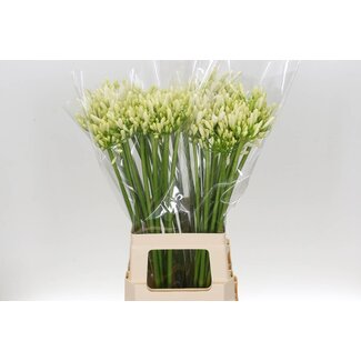 Freshy Agapanthus African Lily “Gletsjer” | Colour: White | Length ± 70 centimetre | Per 10 stems fresh flowers