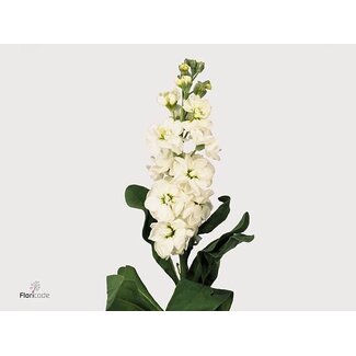 Freshy Violier “Aida White” | Kleur: Wit | Lengte ± 70 centimeter | Per 10 stelen verse bloemen