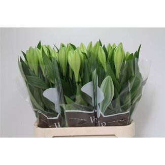 Freshy Lys Longiflorum Aqua “Watch Up” 1 Fleur | Couleur: Blanc | Longueur ± 90 centimètre | Par 10 tiges fleurs fraîches