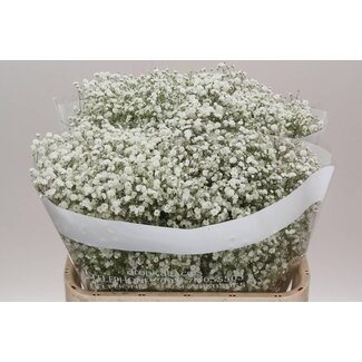 Freshy Gypsophila Paniculata Schleierkraut “Xlence” | Farbe: Weiß | Länge ± 75 centimeter | Herkunft Ecuador | Pro 25 Stiele frische Blumen