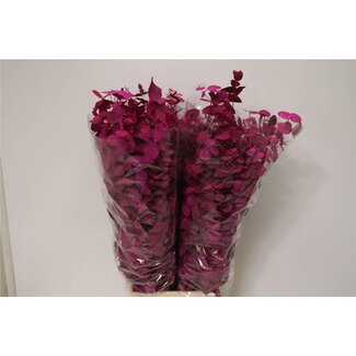 Freshy Eucalyptus Cinerea Coloured Cerise | Colour: Mixed Colours | Length ± 70 centimetre | Per 5 bunches
