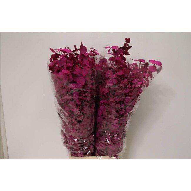Eucalyptus Cinerea Coloré cerise | Couleur: Couleurs mélangées | Longueur ± 70 centimeter | Par 5 bouquets