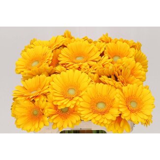 Freshy Gerbera “Captiva” | Kleur: Geel | Lengte ± 50 centimeter | Per 10 verse bloemen