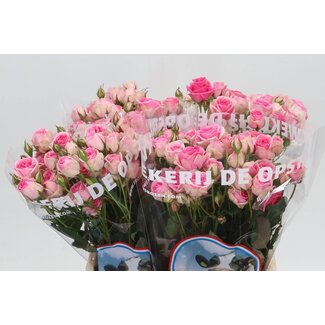 Freshy Rose à grappes “Mimi Eden” | Couleur: Rose | Longueur ± 40 centimeter | Par 10 roses fraîches