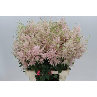 Freshy Astilbe Japonica “Europa” | Kleur: Roze | Lengte ± 70 centimeter | Per 10 stelen verse bloemen