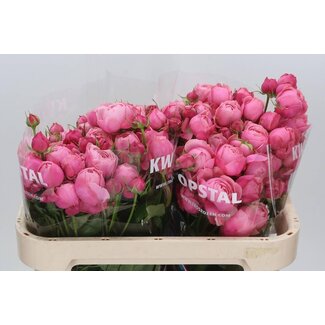 Freshy Spray rose “Silva Pink” | Colour: Pink | Length ± 70 centimeter | Per 10 fresh roses