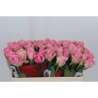 Freshy Roses “Wham” | Couleur: Rose | Longueur ± 50 centimètre | Par 20 roses