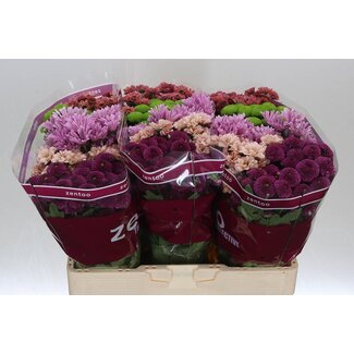 Freshy Chrysanthemum Chrysant Santini “Gemischt Happy” | Farbe: Gemischte Farben | Länge ± 55 centimeter | Pro 25 Stiele frische Blumen