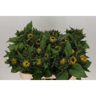 Freshy Helianthus Sunflower “Sunrich Orange” | Colour: Yellow | Length ± 80 centimetre | Per 10 fresh flowers