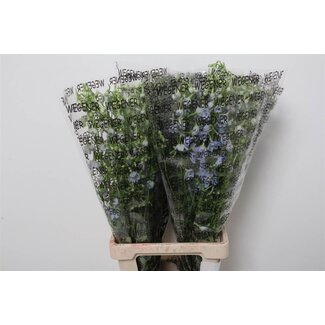 Freshy Delphinium Ridderspoor Enkelbloemig “Ballkleid” | Kleur: Blauw | Lengte ± 80 centimeter | Per 10 stelen verse bloemen