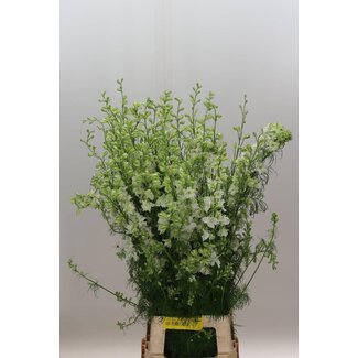 Freshy Consolida Regalis Larkspur “Queen White” Organic | Colour: White | Length ± 100 centimeter | Per 10 stems fresh flowers