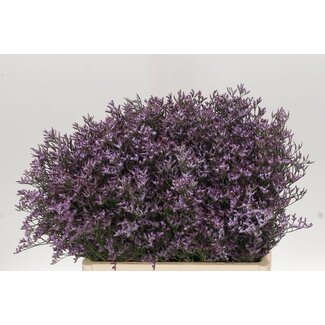 Freshy Limonium Safora “Lilas” | Couleur: Violet | Longueur ± 60 centimeter | Par 25 tiges de fleurs fraîches