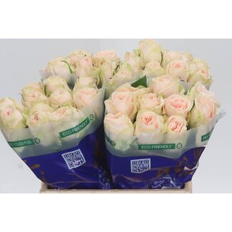 Freshy Roses “Wedding” | Couleur: Blanc rose | Longueur ± 40 centimeter | Par 20 roses