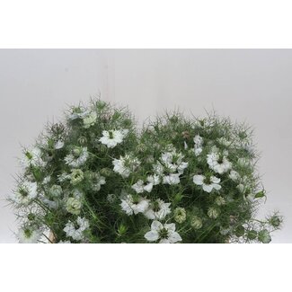 Freshy Nigella Damascena Love-in-a-mist White | Colour: White | Length ± 55 centimeter | Per 5 bunches