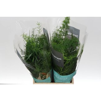 Freshy Asparagus Zier-Spargel Gemischt im Bund | Farbe: Grün | Lengte ± 45 centimeter | Pro 50 Zweige