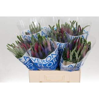 Freshy Veronica Ereprijs “Smart Col” Gemengd | Kleur: Gemengde Kleuren | Lengte ± 60 centimeter | Per 25 stelen verse bloemen