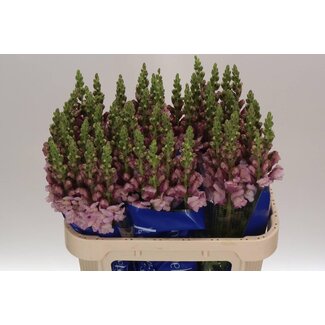 Freshy Antirrhinum Snapdragon “Poto Lavender” | Colour: Purple | Length ± 75 centimetre | Per 10 stems fresh flowers