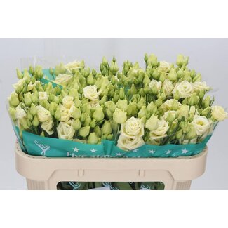 Freshy Eustoma Lisianthus Filled “Rosi Yellow” | Colour: Yellow | Length ± 70 centimeter | Per 10 stems fresh flowers