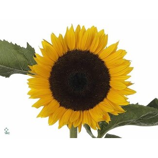 Freshy Helianthus Annuus Zonnebloem “Premier Orange” Biologisch | Kleur: Geel | Lengte ± 70 centimeter | Per 10 verse bloemen