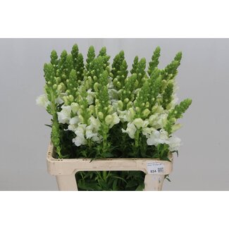 Freshy Antirrhinum Snapdragon “Poto White” Organic | Colour: White | Length ± 65 centimeter | Per 10 stems fresh flowers