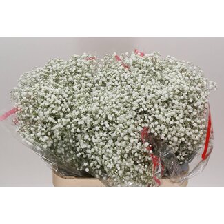 Freshy Gypsophila Paniculata Baby's breath “Xlence” | Colour: White | Length ± 80 centimeter | Per 25 stems fresh flowers