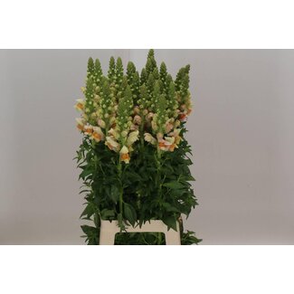 Freshy Antirrhinum Leeuwenbek “Costa Apricot” Biologisch | Kleur: Geel | Lengte ± 80 centimeter | Per 10 stelen verse bloemen